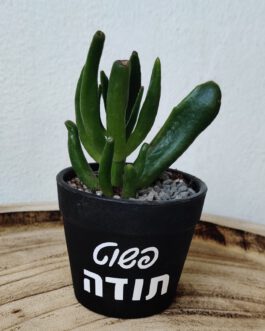 עציץ פלסטיק קטן
