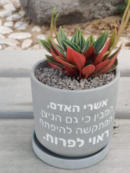 עציץ ממותג