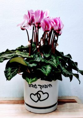 עציץ 12 “חיבוק גדול”