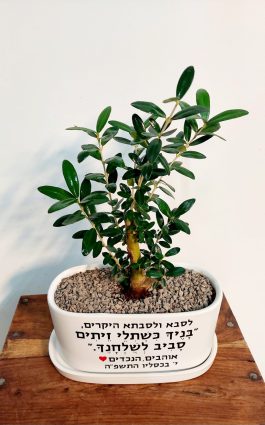 אדנית “בניך כשתילי זיתים”