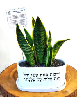 אדנית “רבות בנות עשו חיל”
