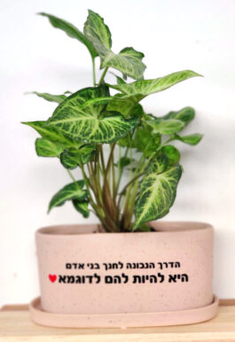 אדנית “הדרך הנכונה…”