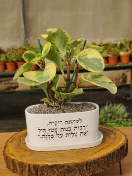 אדנית “רבות בנות עשו חיל”