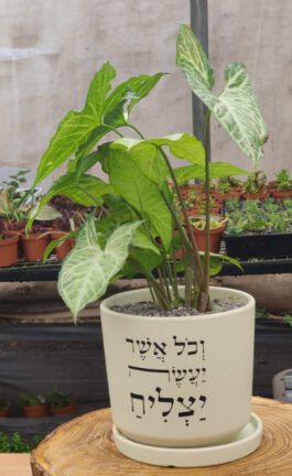 עציץ חרס גדול “וכל אשר יעשה יצליח”