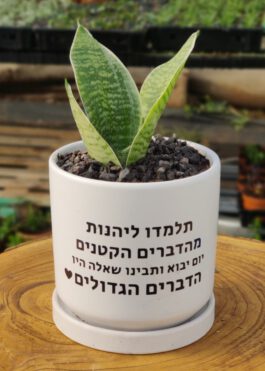 עציץ 12 “תלמדו ליהנות”