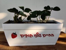 אדנית 30 ס”מ עם תחתית, הקדשה וצמחים