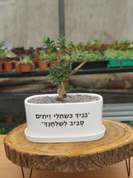 אדנית “בניך כשתילי זיתים”