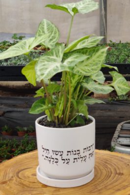 עציץ 12 “רבות בנות עשו חיל”