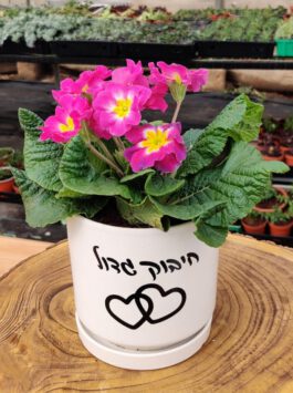 עציץ 12 “חיבוק גדול”