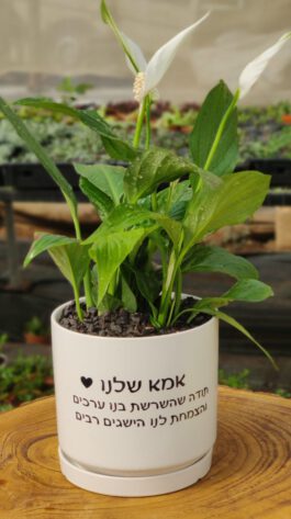עציץ “אמא שלנו”