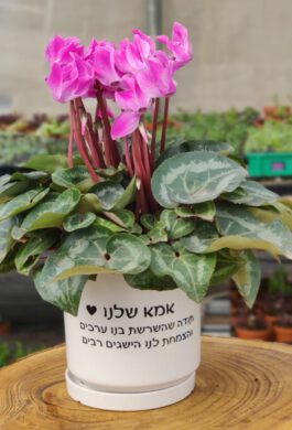 עציץ “אמא שלנו”