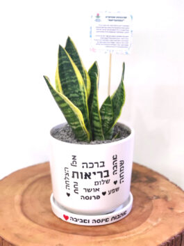 עציץ בקןטר 15 ס”מ עם תחתית והקדשה: בריאות, ברכה, הצלחה, שמחה…
