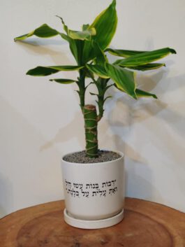 עציץ 12 “רבות בנות עשו חיל”