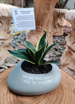 עציץ חלוק נחל “רבות בנות עשו חיל” עם בלון הקדשה