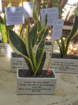 אדנית מתנה למורה ולגננת