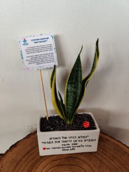 אדנית מתנה למורה ולגננת