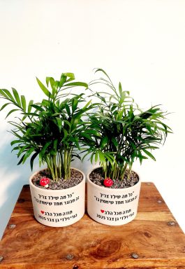 עציץ טרקוטה 11 סמ מתנה למורה ולגננת