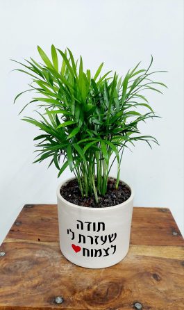 עציץ טרקוטה 11 סמ מתנה למורה ולגננת