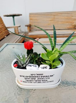 אדנית קוקטייל סוקולנטים