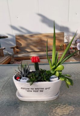 אדנית קוקטייל סוקולנטים