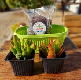 ערכת שתילה לט”ו בשבט עם סוקולנטים