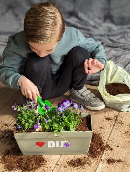 ערכת שתילה- אדנית