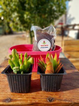 ערכת שתילה לט”ו בשבט עם סוקולנטים