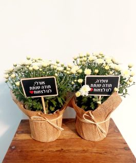 חרצית ביוטה עם שלט מעץ עם הקדשה