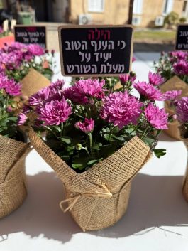 חרצית ביוטה עם שלט מעץ עם הקדשה