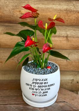 עציץ מעוגל עם הקדשה